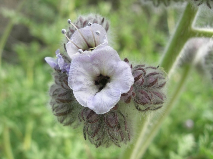Phacelia cicutaria image