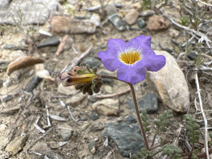 Phacelia fremontii image