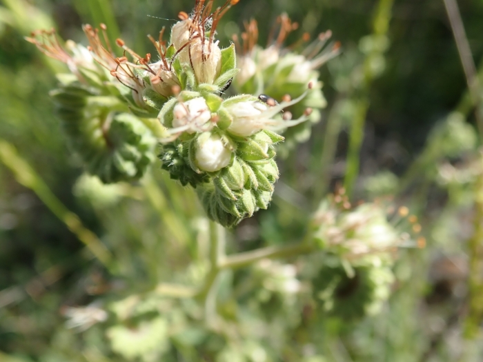 Phacelia imbricata image