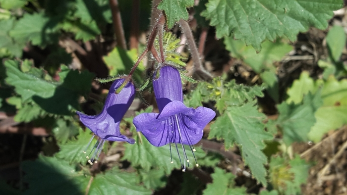 Phacelia minor image