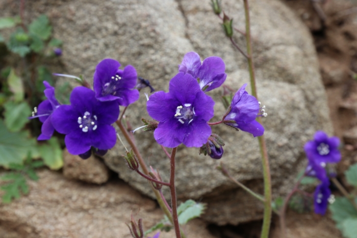 Phacelia parryi image