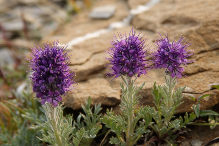 Phacelia sericea image