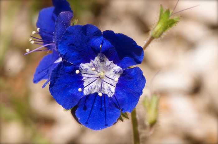 Phacelia viscida image