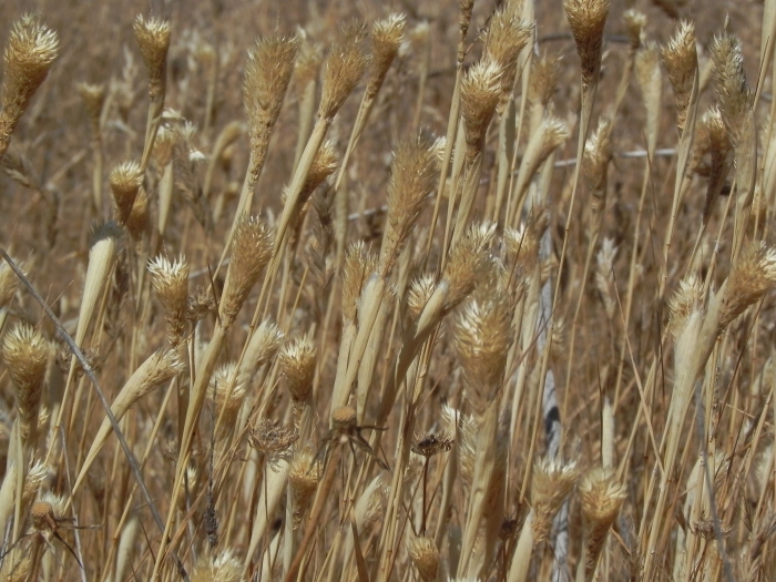 Phalaris aquatica image