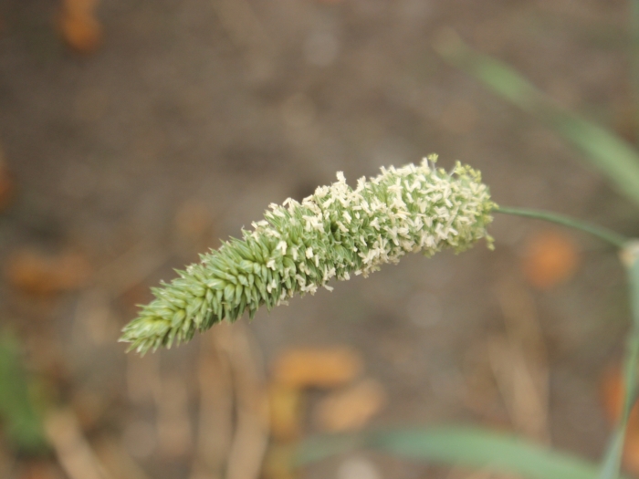 Phalaris minor image