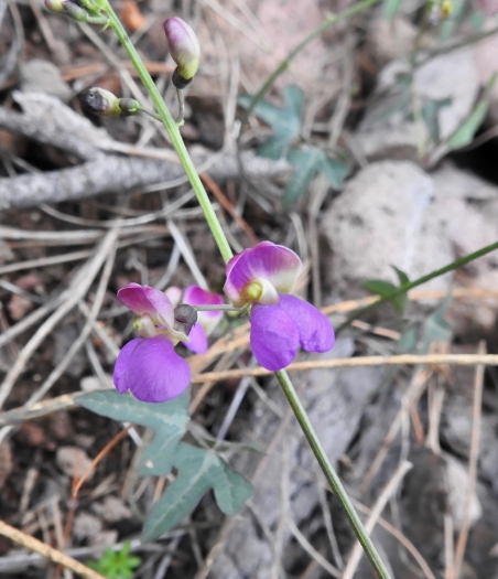 Phaseolus pedicellatus image