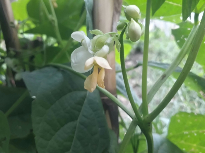 Phaseolus vulgaris image