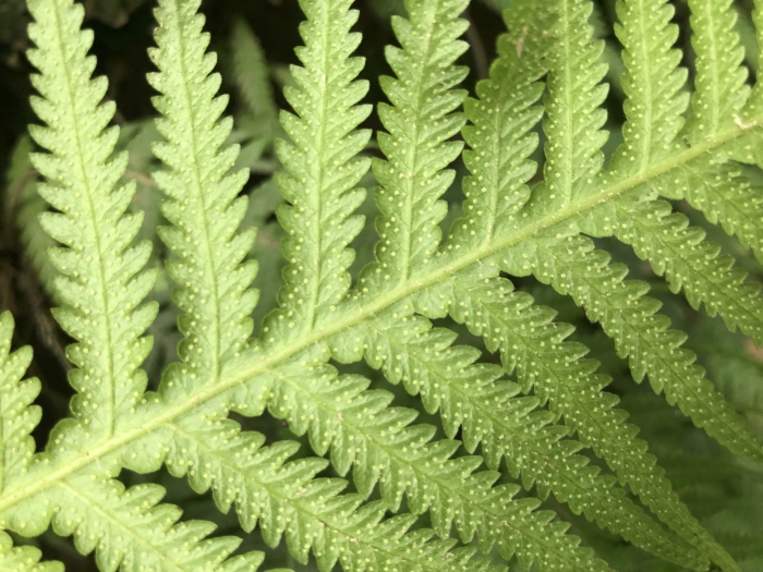 Phegopteris decursivepinnata image