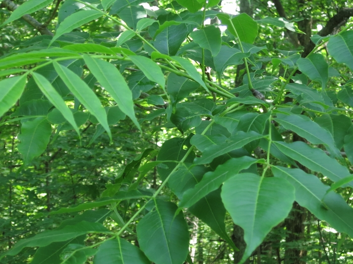 Phellodendron amurense image