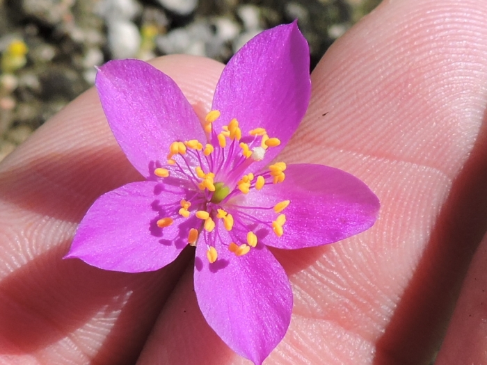 Phemeranthus calcaricus image