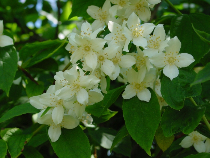 Philadelphus coronarius image