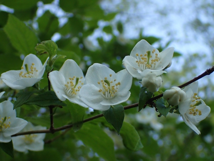 Philadelphus hirsutus image