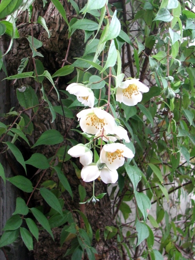 Philadelphus mexicanus image