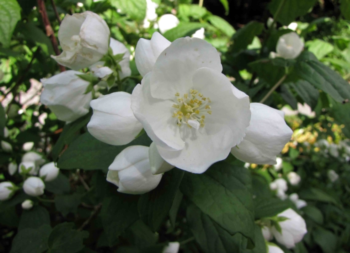 Philadelphus ×virginalis image