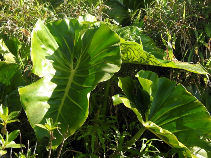 Philodendron giganteum image