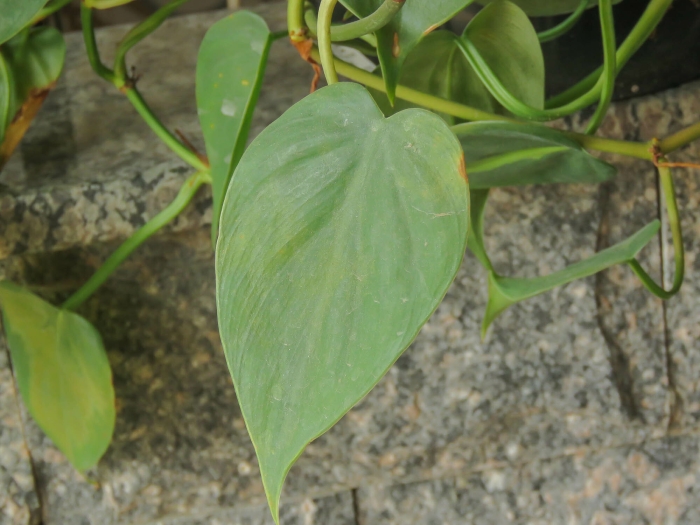 Philodendron hederaceum image