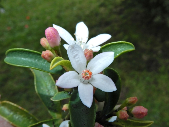 Philotheca myoporoides image