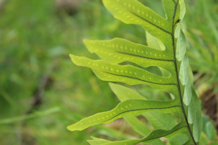 Phlebodium aureum image
