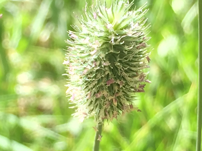 Phleum alpinum image