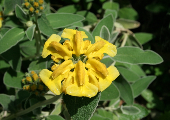 Phlomis fruticosa image