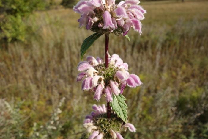 Phlomoides tuberosa image