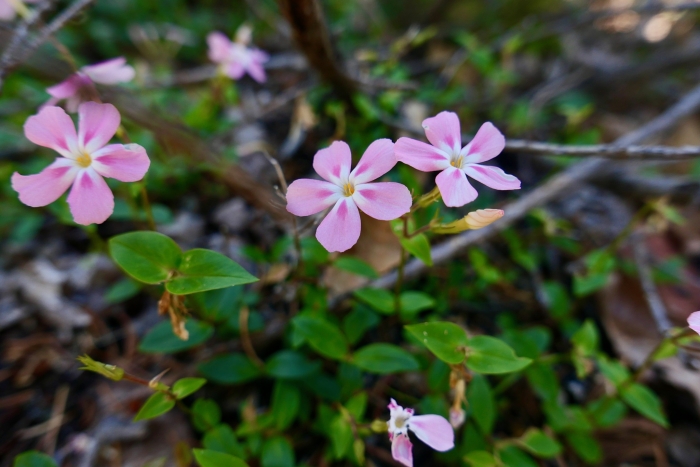 Phlox adsurgens image