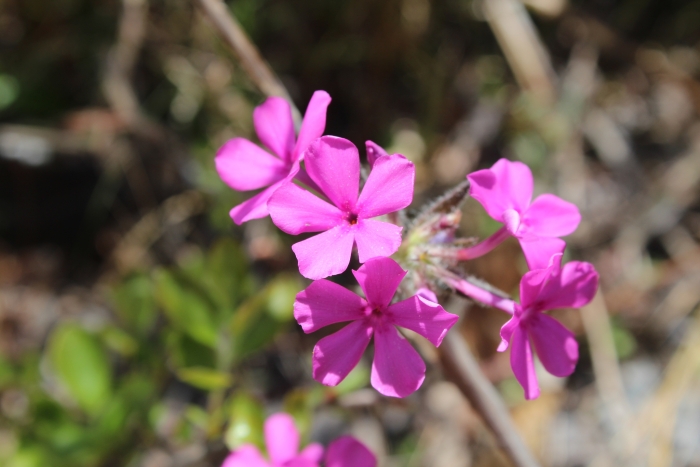 Phlox amoena image