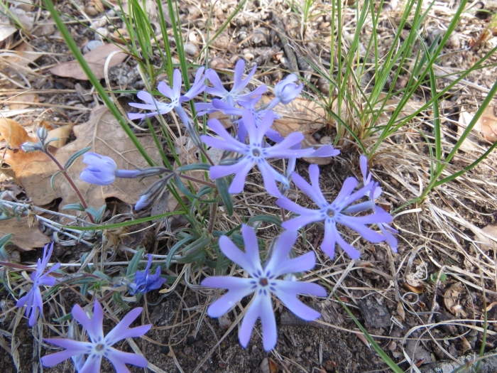 Phlox bifida image