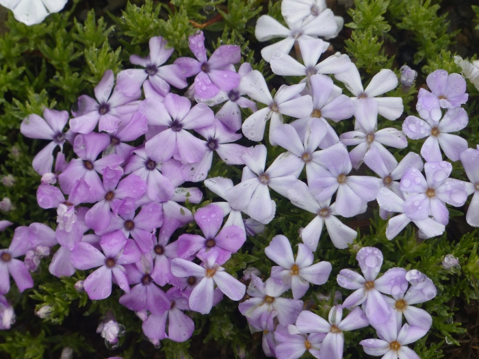 Phlox diffusa image