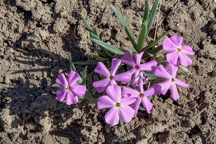 Phlox longifolia image