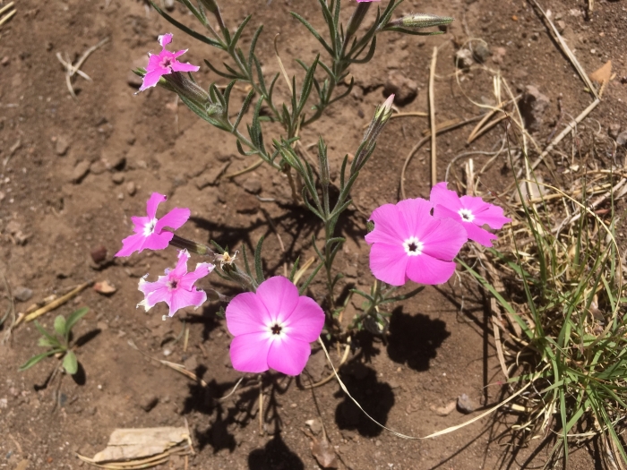 Phlox nana image