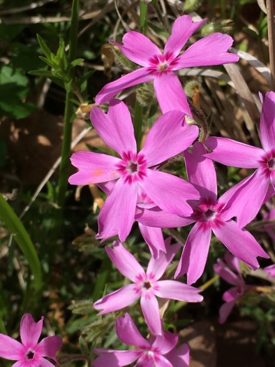 Phlox nivalis image