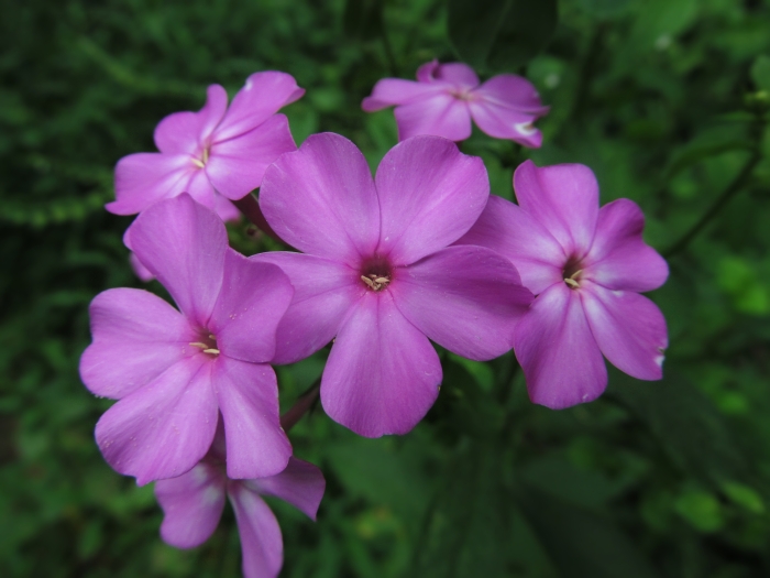 Phlox paniculata image