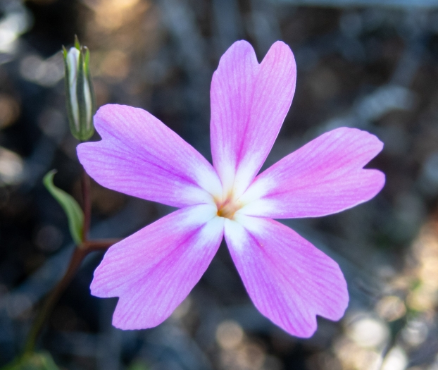 Phlox speciosa image