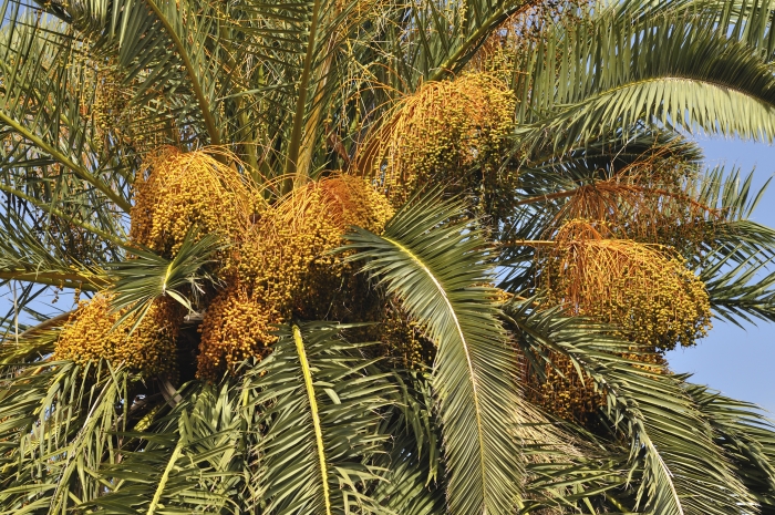Phoenix canariensis image