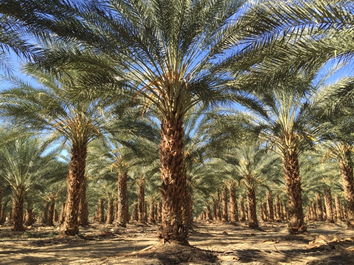 Phoenix dactylifera image