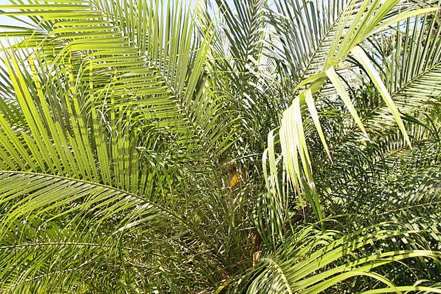 Phoenix roebelenii image