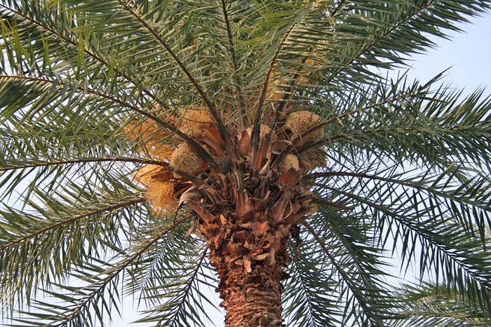 Phoenix sylvestris image