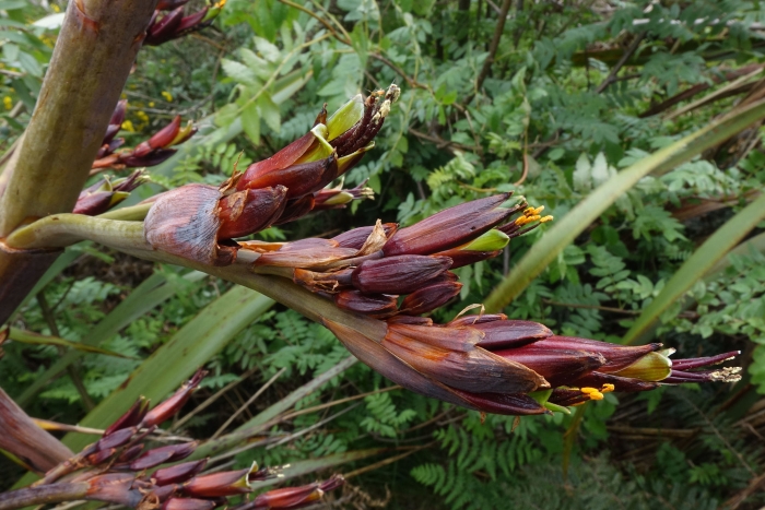 Phormium colensoi image