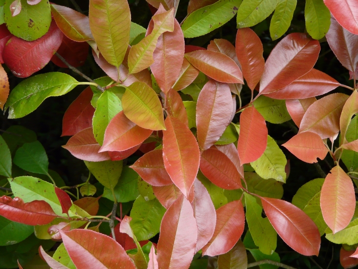 Photinia ×fraseri image