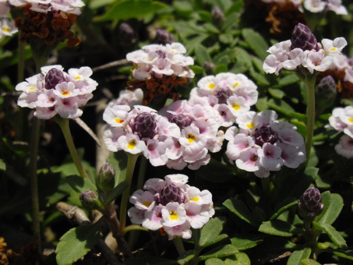 Phyla nodiflora image