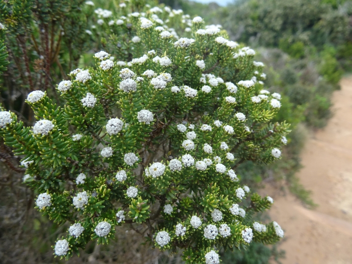 Phylica ericoides image