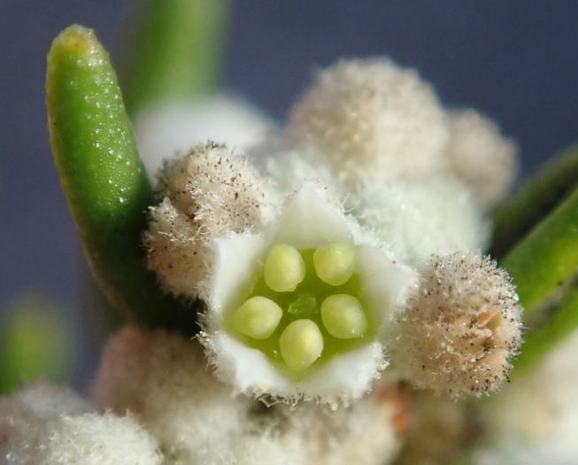 Phylica lasiocarpa image