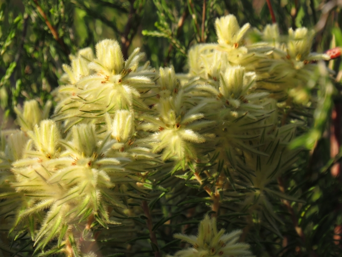 Phylica plumosa image