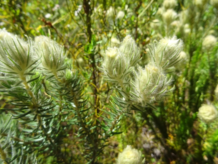 Phylica pubescens image