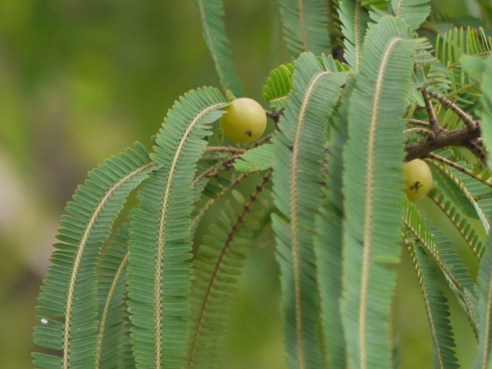 Phyllanthus emblica image