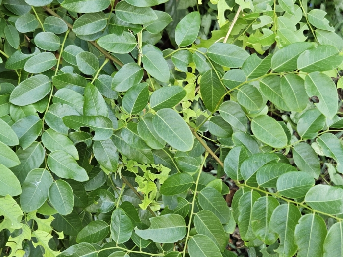 Phyllanthus reticulatus image