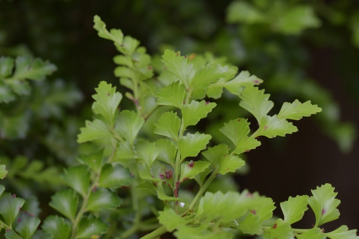 Phyllocladus trichomanoides image