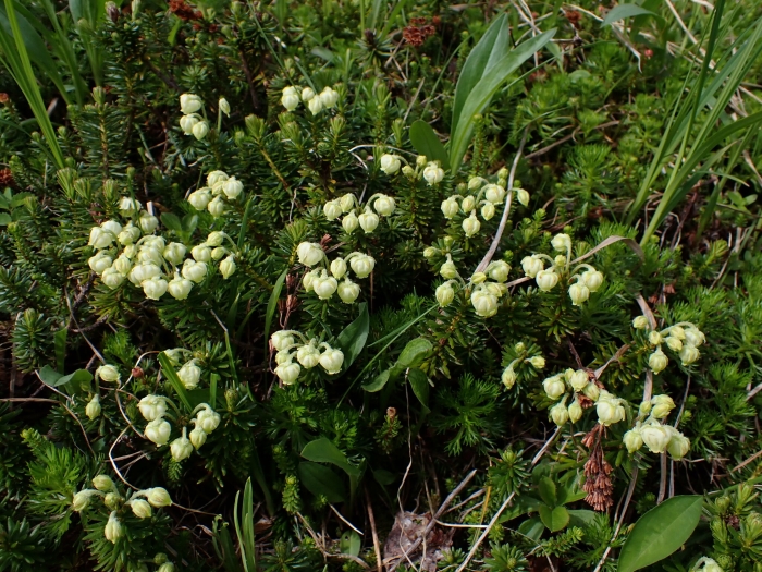 Phyllodoce aleutica image