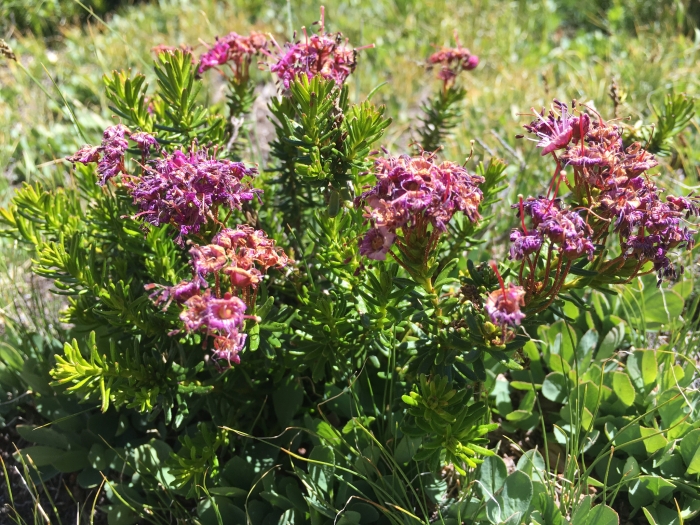 Phyllodoce breweri image